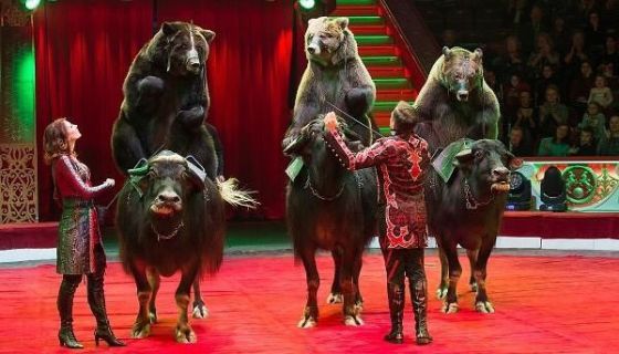 Цирк-шапито «Торнадо». Шоу «Медведи на буйволах», Кропоткин