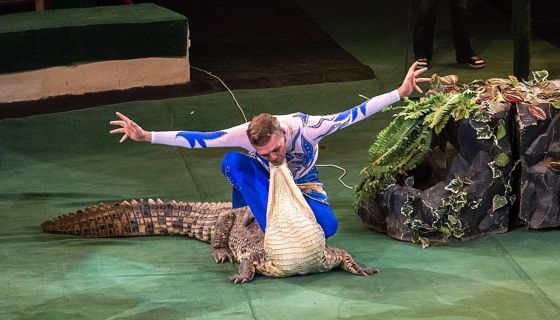 Цирк-шапито «Торнадо». Шоу «Медведи на буйволах»