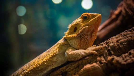 Выставка пауков и рептилий «Тайна паутины»