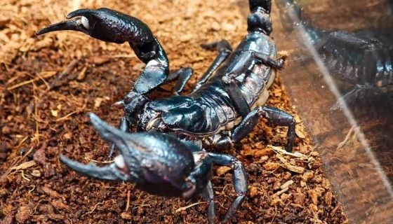 Выставка пауков и рептилий «Тайна паутины»