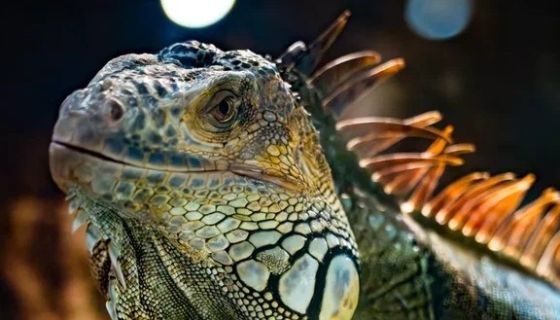 Выставка пауков и рептилий «Тайна паутины»