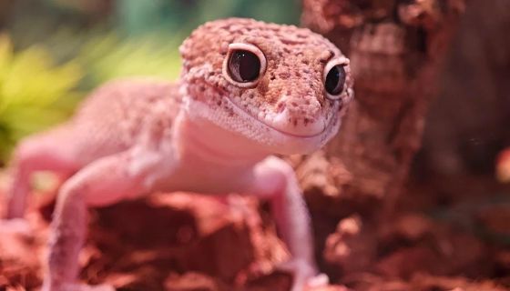 Выставка пауков и рептилий «Тайна паутины»