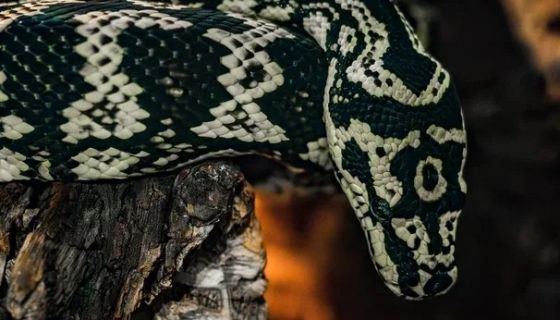 Выставка пауков и рептилий «Тайна паутины»