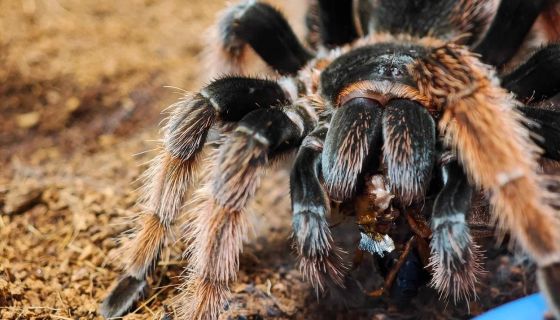 Выставка пауков и рептилий «Тайна паутины»