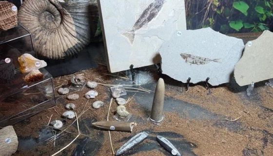 Выставка пауков и рептилий «Тайна паутины»