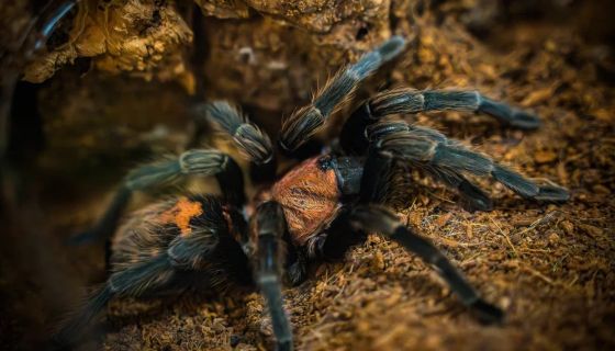 Выставка пауков и рептилий «Тайна паутины»